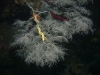 Black Coral
